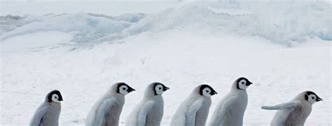 La Fonte De La Banquise En Antarctique Mortelle Pour Les B B S Manchots