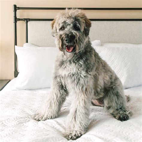 How To Remove Pet Fur From Bedding The Comphy Company