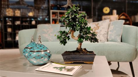 Los cuidados del bonsái Carmona y sus secretos Mistral Bonsai