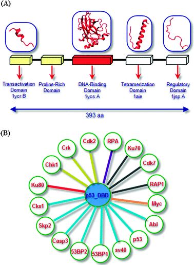 Towards Inferring Time Dimensionality In Proteinprotein Interaction