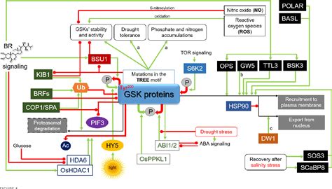 Figure From Glycogen Synthase Kinases In Model And Crop Plants From