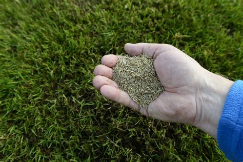 When To Plant Grass Seed In Rochester NY Storables