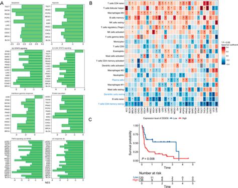 Frontiers Pan Cancer Analysis Identifies DDX56 As A Prognostic