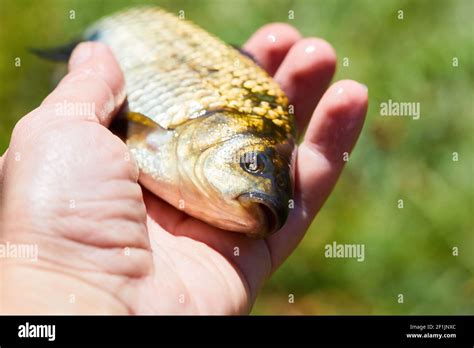 Carpe Carassius Auratus Gibelio Banque D Image Et Photos Alamy