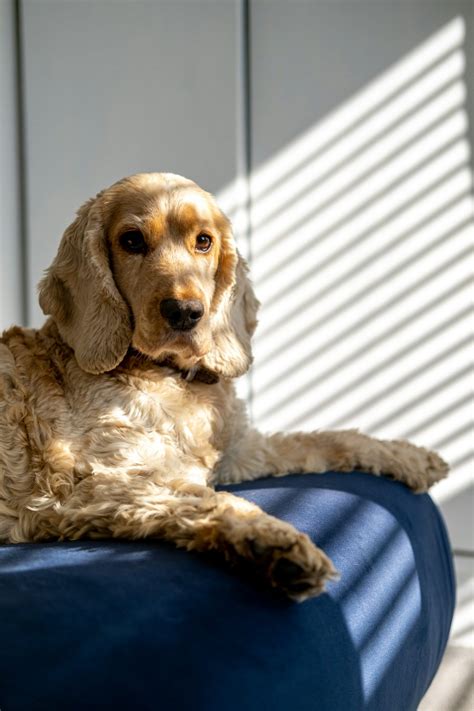Cocker Spaniel Behavior 101: Understanding Your Dog’s Personality