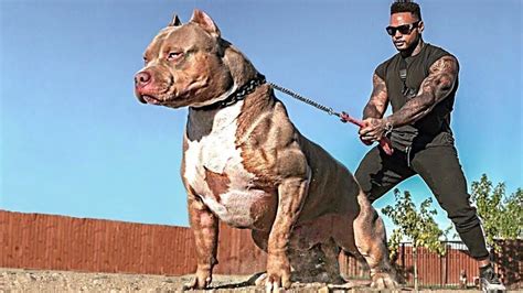 Les 10 Chiens les Plus Musclés du Monde YouTube