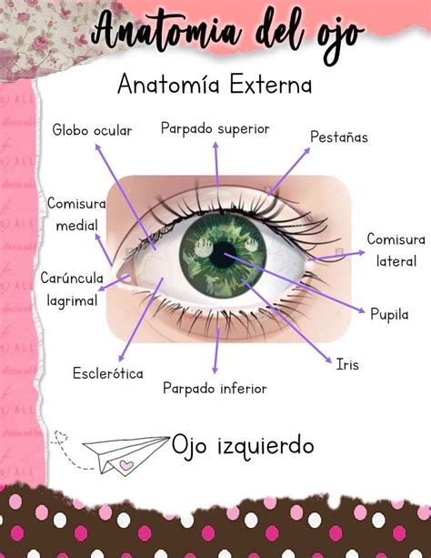 Anatomia ocular Anatomia ocular Anatomía del ojo Anatomía