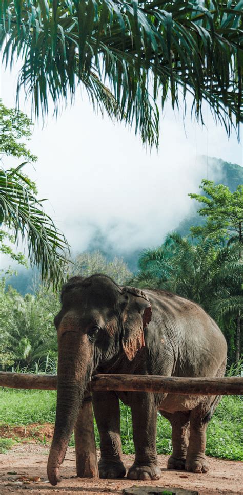 Khao sok elephant sanctuary thailand pocket guide – Artofit