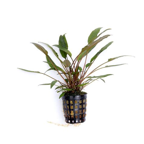 Nature Desire Cryptocoryne Beckettii Petchii Nature Desire