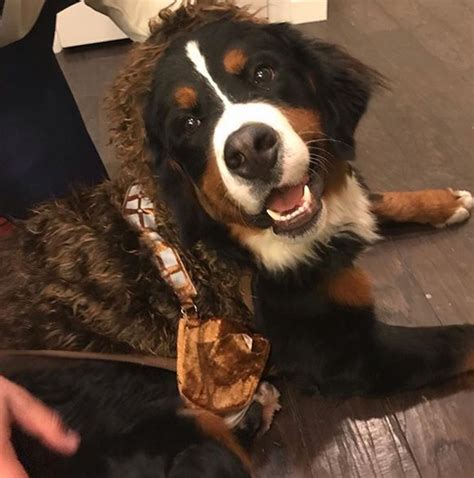 14 Funny Bernese Mountain Dog Costumes for Halloween 2019 | Page 2 of 3 ...