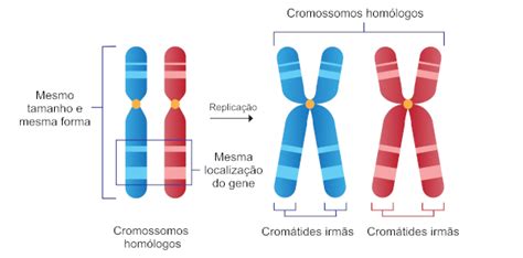 Cromossomos homólogos o que são importância Brasil Escola