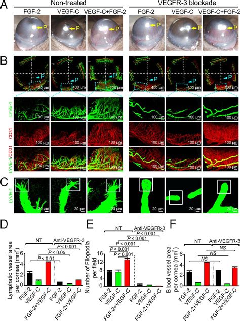 Collaborative Interplay Between FGF 2 And VEGF C Promotes