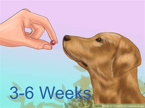 How to Treat Folliculitis in Dogs: 11 Steps (with Pictures)