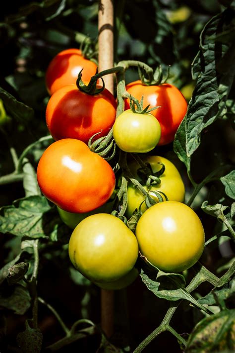 Close-Up Photo of Unripe Tomatoes · Free Stock Photo