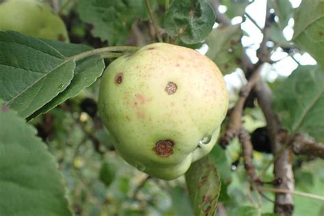 Disease Symptoms Of Apples Database Of Apple Diseases