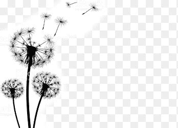 Common Dandelion Png Images PNGEgg