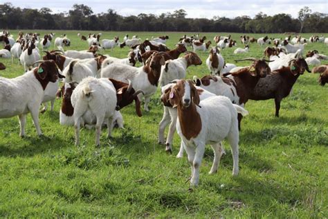 Goat Farming Loan बकरी पालन से किसानो को होगा बम्पर मुनाफा सरकार भी