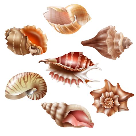 Realistic Seashell Set 480851 Vector Art At Vecteezy