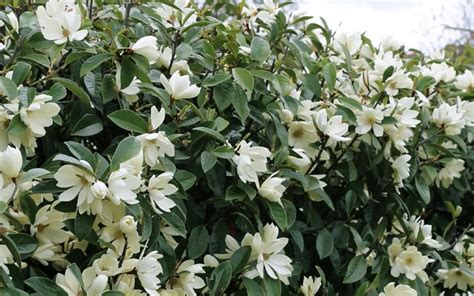 Buy Fairy White Magnolia Free Shipping Wilson Bros Gardens 3