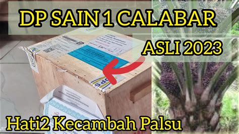 DP SAIN CALABAR 1 Varietas Sawit Unggul Dari PT Sarana Inti Pratama