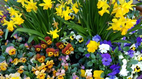 A Beginner's Guide to Planting and Growing Your Own Spring Flowers