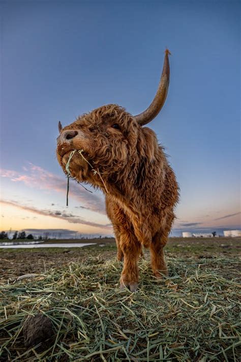 A Highland Cow on a Field · Free Stock Photo