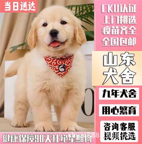 纯种金毛犬幼犬活体赛级双血统金毛批发价格导盲宠物狗金毛犬幼崽 阿里巴巴