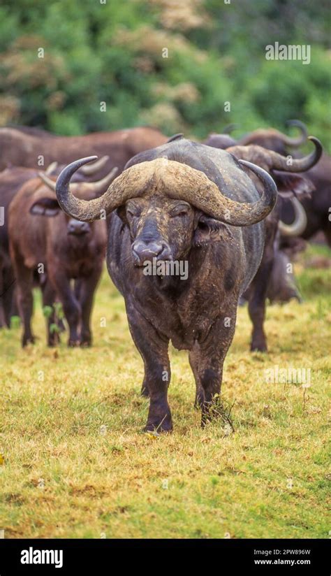 A Cape Buffalo Bull At A Waterhole In The Aberdare National Park In The