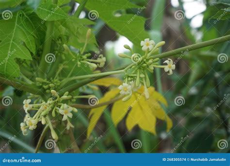 Male Papaya Flower Carica Papaya Lcan T Bear Fruit Stock Photo