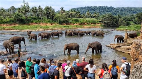 Sri Lanka Pinnawala Elephant Orphanage 4k Youtube