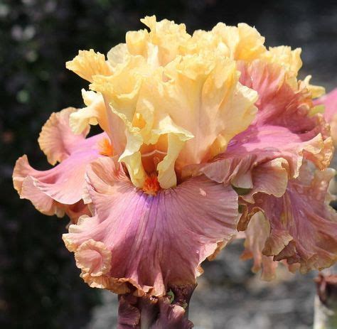 TB Iris 'Glamazon' (Blyth, 2007-8) | Fiori esotici, Fiori rari, Foto di ...