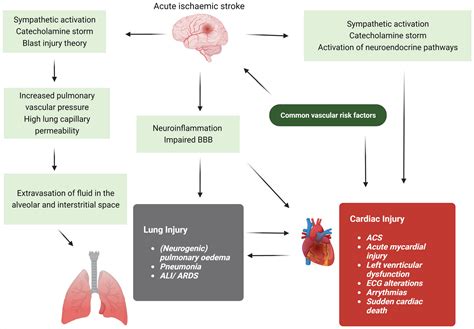 Stroke Heart Syndrome A Case Report And Mini Literature Review