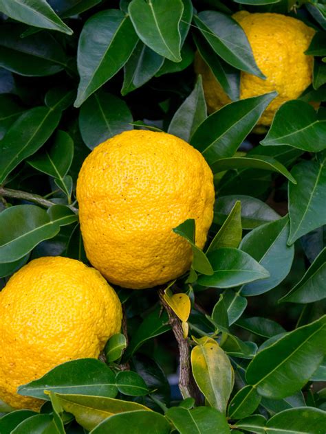 How To Use Yuzu Fruit The Ultimate Guide To Cooking With Yuzu