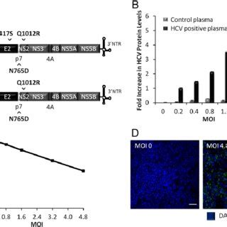 Establishment Of Assay Platform A Schematic Diagrams Of HCV JFH1