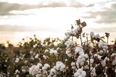 Fondo Di Struttura Della Piantagione Del Campo Del Cotone Immagine