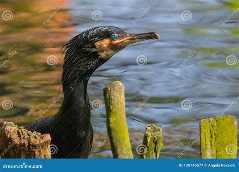 Portrait Big Black Cormorant Bird Stock Image Image Of Nature Wild