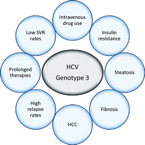 Special features of HCV genotype 3. HCC, hepatocellular carcinoma. | Download Scientific Diagram