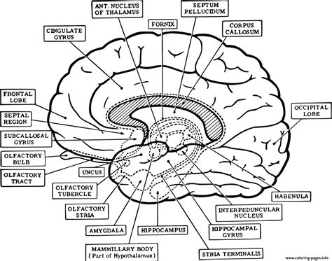 A Visual Guide To The Brain Printable Diagram