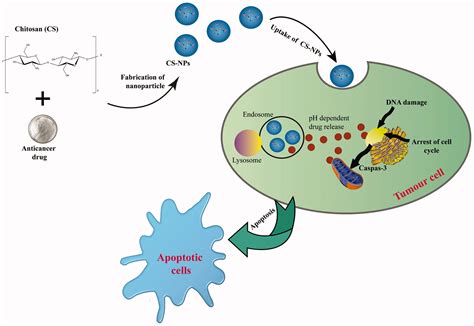 Progress In Nanomedicine Based Drug Delivery In Designing Of Chitosan