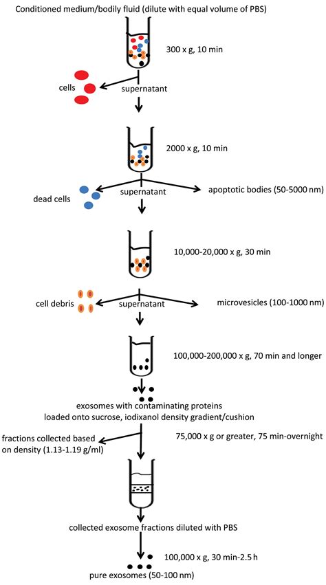 Isolation Of Extracellular Vesicles Determining The Correct Approach