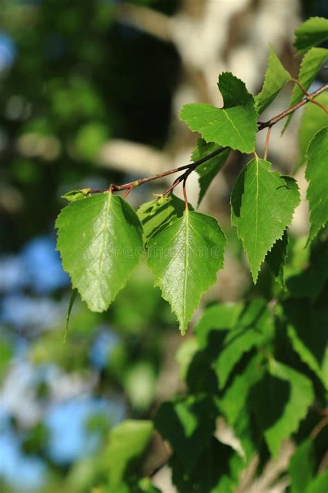 Spring Birch Trees Stock Photo Image Of Birch Plant 41762758