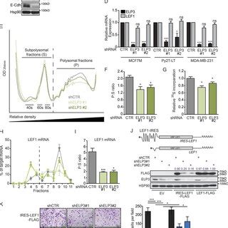 Elp3 Deficient PyMT Tumors Lack A Lef1 Dependent Gene Signature A