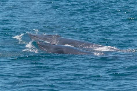 Mother And Calf Brydes Whales Rarely Seen Off Southern California Are Spotted Near Dana Point