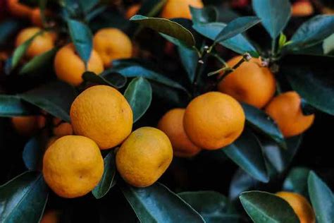 The Mandarin Tree and Mandarin Oranges - Minneopa Orchards