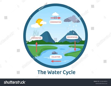 Diagram Showing Water Cycle With Rainfall Vector Image, 48% OFF