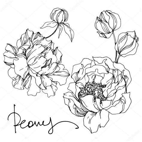 Peon A Flores Nicas Florales Tinta Grabada En Blanco Y Negro