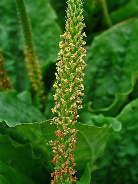 Greater Plantain Seeds - Plantago major - Medicinal Plant - Broadleaf