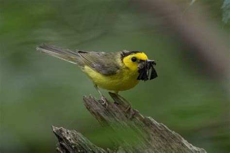 Hooded Warblers Nesting At Whitnall Park 2017 Jeremy Meyer Photography