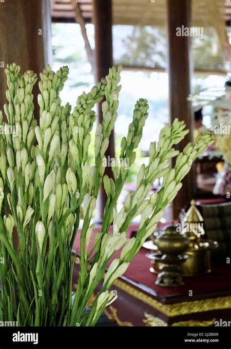 Agave Amica Hi Res Stock Photography And Images Alamy