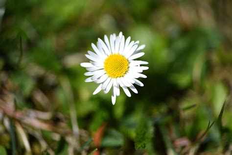 Kostenlose foto Natur Gras Weiß Feld Wiese Blütenblatt